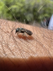 Halictus