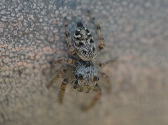 Phidippus mystaceus