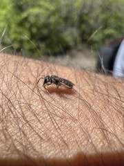 Halictus