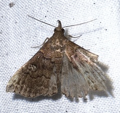 Phlyctaina irrigualis