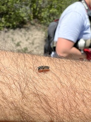Halictus