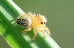 Phidippus cardinalis