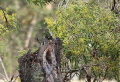 Psephotus haematonotus haematonotus