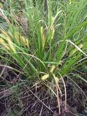 Carex vesicaria
