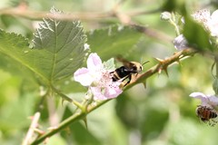 Bombus vandykei