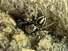 Habronattus clypeatus