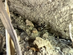 Habronattus clypeatus