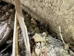 Habronattus clypeatus