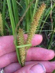 Carex vesicaria
