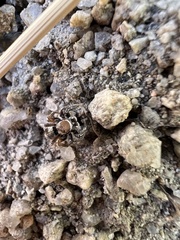 Habronattus clypeatus