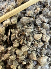 Habronattus clypeatus