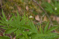 Cardamine kitaibelii
