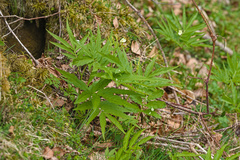 Cardamine kitaibelii