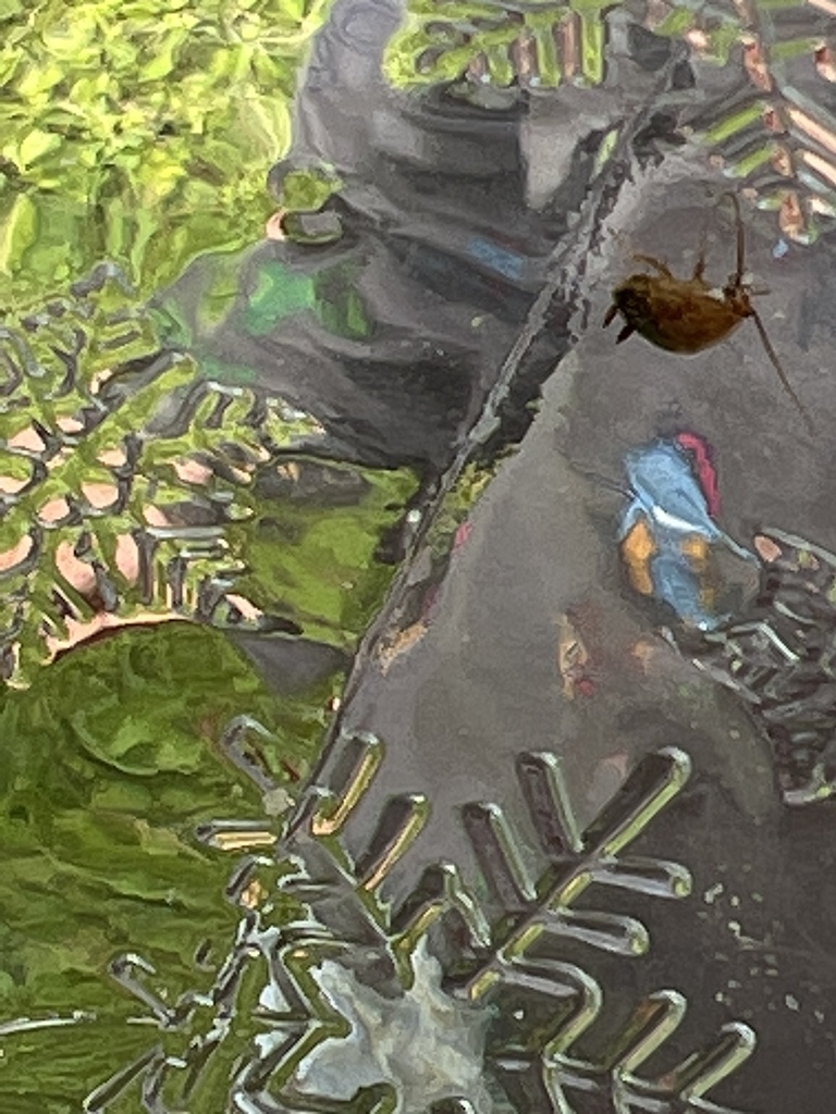 Giant and Wood Cockroaches from Grove St, Antrim, NH, US on May 25