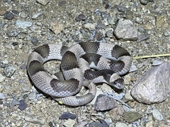 Phyllorhynchus browni