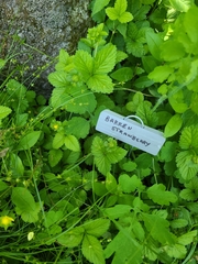 Waldsteinia