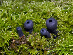 Galiella coffeata