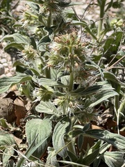 Phacelia heterophylla