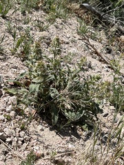 Phacelia heterophylla