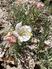Oenothera