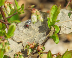 Disonycha pensylvanica