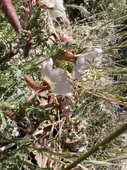 Oenothera