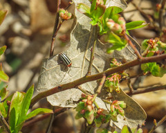 Disonycha pensylvanica