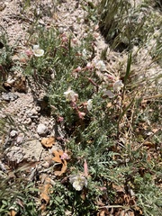 Oenothera