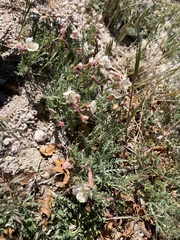 Oenothera