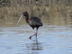 Plegadis chihi × Plegadis falcinellus