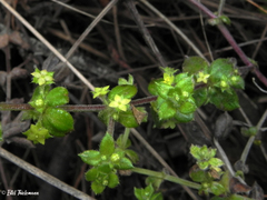 Galium hypocarpium