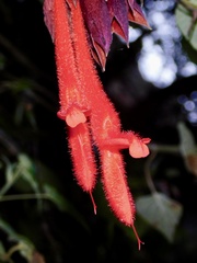 Salvia dombeyi