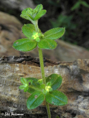 Galium hypocarpium