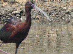 Plegadis chihi × Plegadis falcinellus