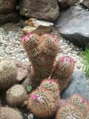 Mammillaria spinosissima