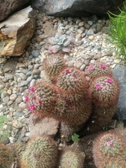 Mammillaria spinosissima