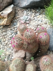Mammillaria spinosissima