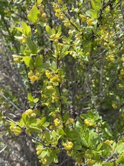 Berberis fendleri