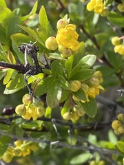 Berberis fendleri