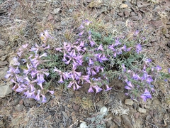 Penstemon gairdneri
