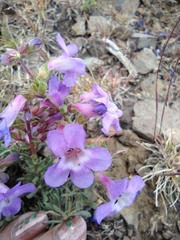 Penstemon gairdneri