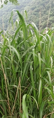 Miscanthus floridulus