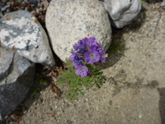 Phacelia franklinii