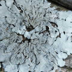 Parmelina pastillifera