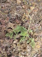 Lomatium quintuplex