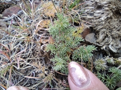 Lomatium quintuplex