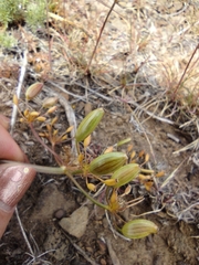 Lomatium quintuplex