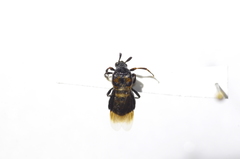 Ripiphorus