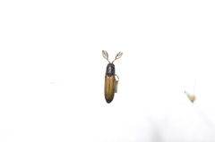 Isorhipis obliqua