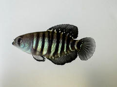 Austrolebias charrua